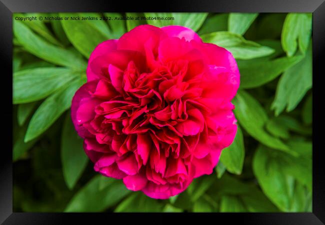 Red Peony in Full Bloom Framed Print by Nick Jenkins