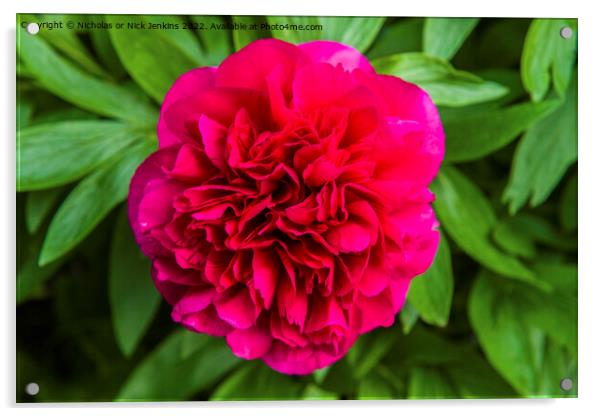 Red Peony in Full Bloom Acrylic by Nick Jenkins
