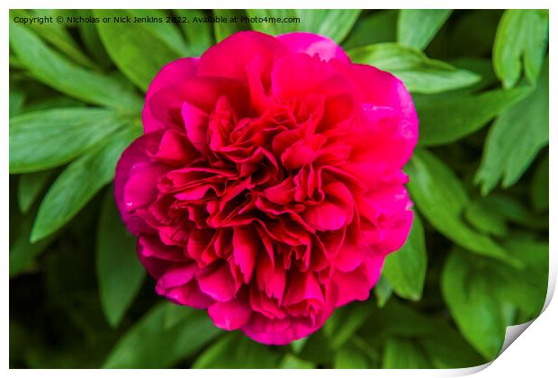 Red Peony in Full Bloom Print by Nick Jenkins