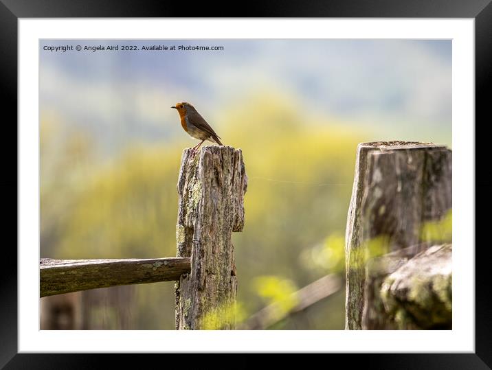 Robin. Framed Mounted Print by Angela Aird