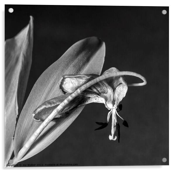 Fading Tulip  Acrylic by Joy Walker