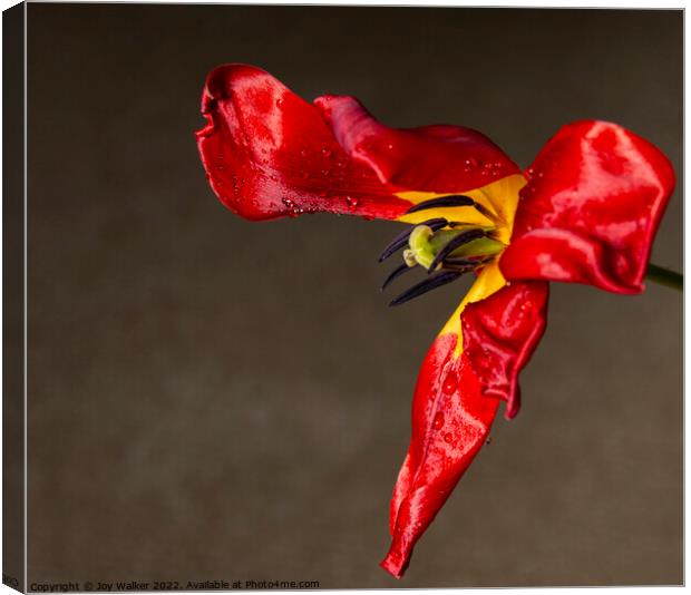 A single fading red tulip Canvas Print by Joy Walker