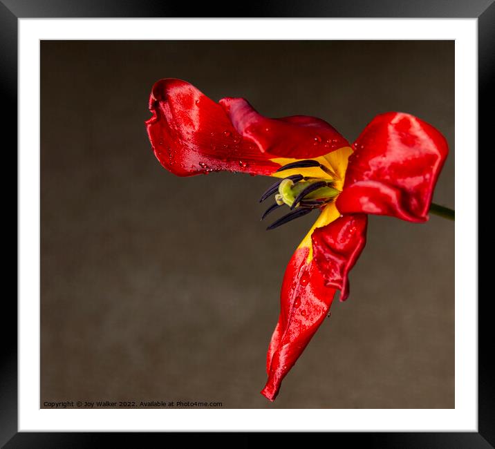 A single fading red tulip Framed Mounted Print by Joy Walker