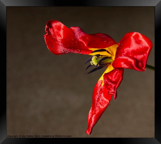 A single fading red tulip Framed Print by Joy Walker