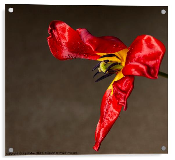 A single fading red tulip Acrylic by Joy Walker