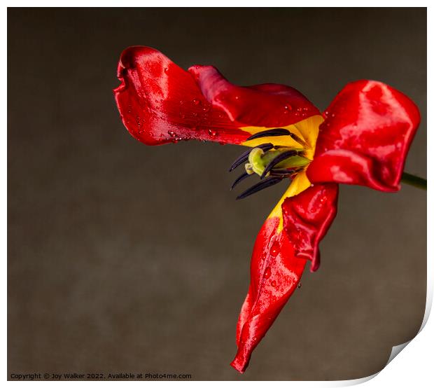 A single fading red tulip Print by Joy Walker