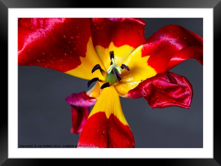 Red dying tulip Framed Mounted Print by Joy Walker