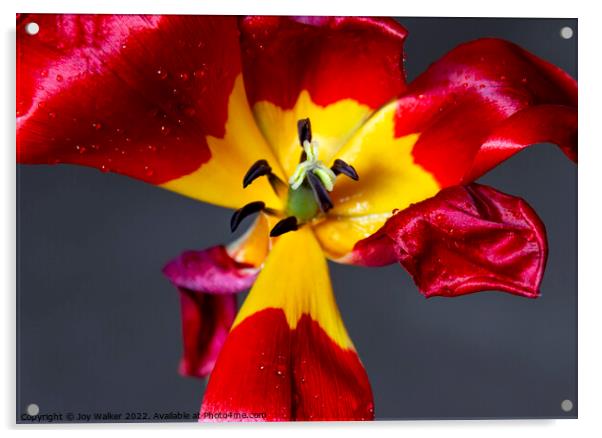 Red dying tulip Acrylic by Joy Walker