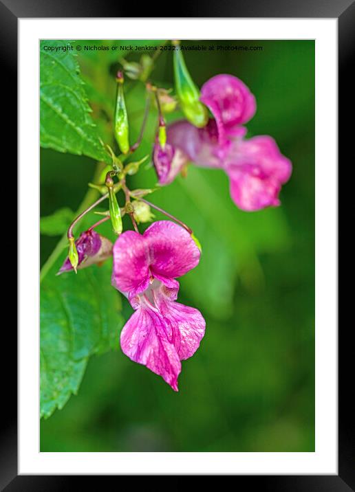 Himalayan Balsam Flower Close Up  Framed Mounted Print by Nick Jenkins