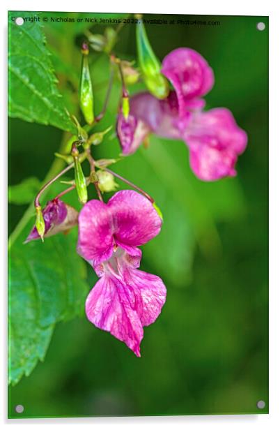 Himalayan Balsam Flower Close Up  Acrylic by Nick Jenkins