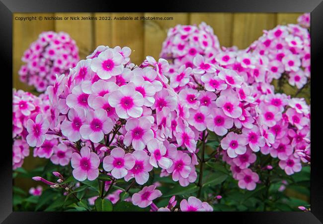 Pink Garden Phlox Flowers  Framed Print by Nick Jenkins