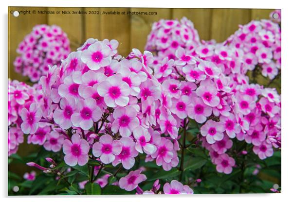 Pink Garden Phlox Flowers  Acrylic by Nick Jenkins