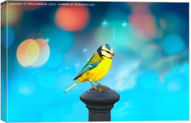 Blue Tit with Turquoise Bokeh Background Canvas Print by Taina Sohlman