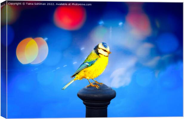 Blue Tit with Blue Bokeh Background Canvas Print by Taina Sohlman