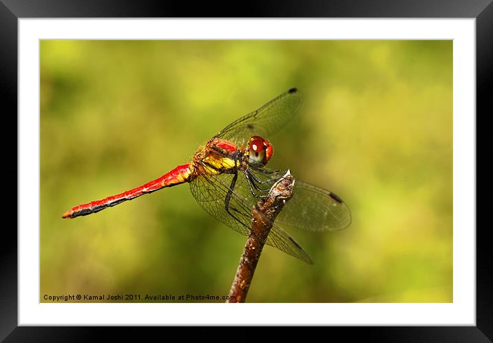 Dragonfly Framed Mounted Print by Kamal Joshi