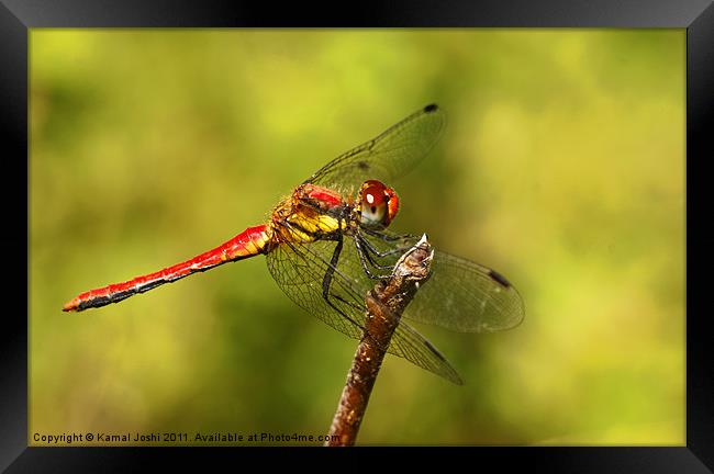 Dragonfly Framed Print by Kamal Joshi