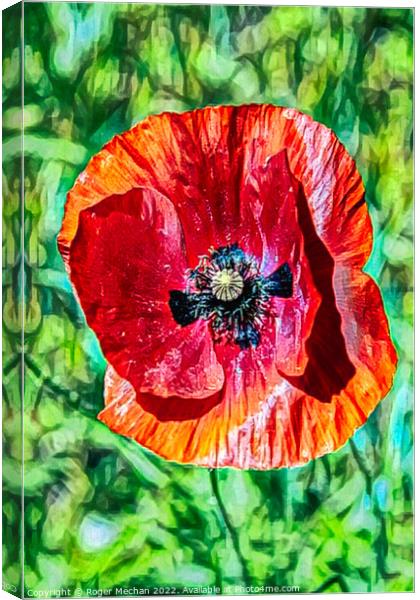 Vivid Red Poppy Canvas Print by Roger Mechan