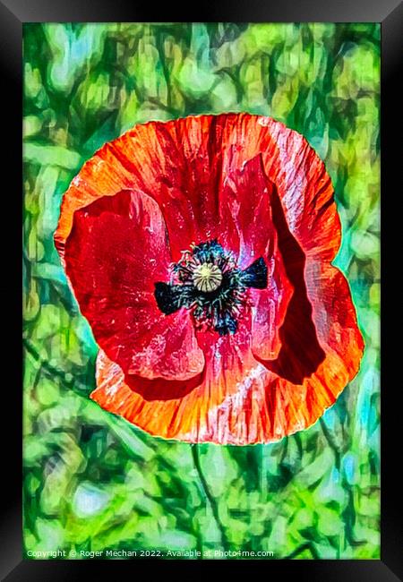 Vivid Red Poppy Framed Print by Roger Mechan