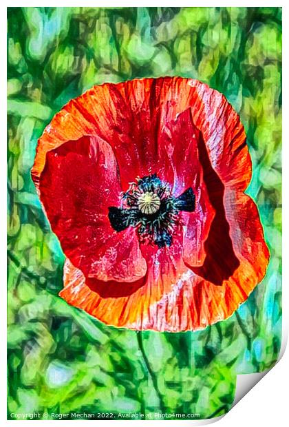 Vivid Red Poppy Print by Roger Mechan