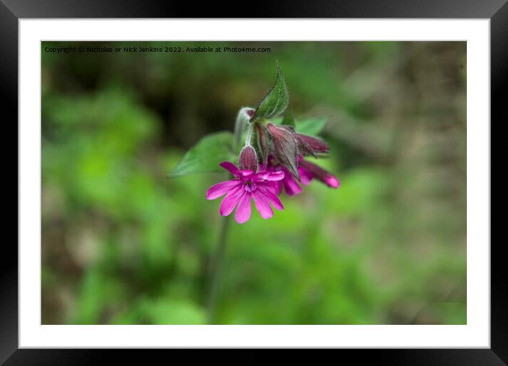 Red Campion Flower in May Framed Mounted Print by Nick Jenkins