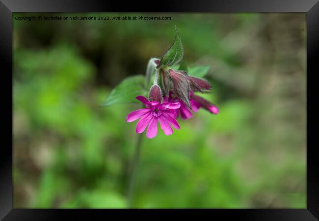 Red Campion Flower in May Framed Print by Nick Jenkins