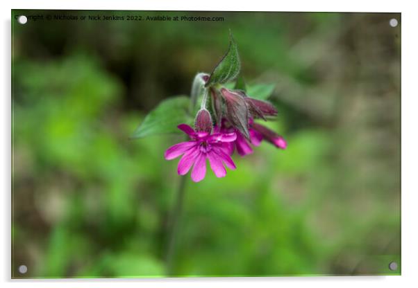 Red Campion Flower in May Acrylic by Nick Jenkins