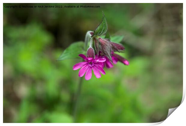 Red Campion Flower in May Print by Nick Jenkins