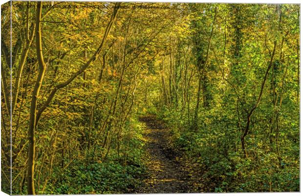 A woodland walk near Cardiff South Wales  Canvas Print by Nick Jenkins