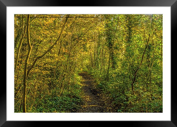 A woodland walk near Cardiff South Wales  Framed Mounted Print by Nick Jenkins