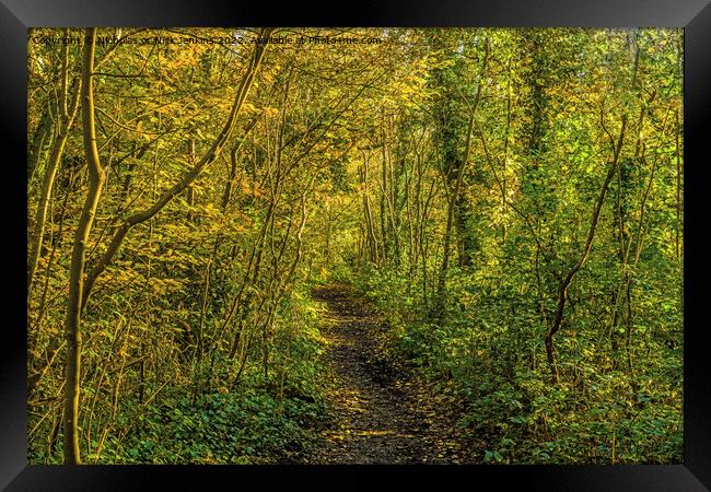 A woodland walk near Cardiff South Wales  Framed Print by Nick Jenkins