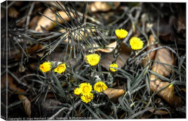 Shallow focus shot of yellow flowers on a blurry background Canvas Print by Ingo Menhard