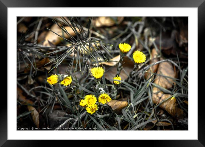 Shallow focus shot of yellow flowers on a blurry background Framed Mounted Print by Ingo Menhard