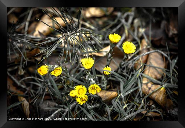 Shallow focus shot of yellow flowers on a blurry background Framed Print by Ingo Menhard