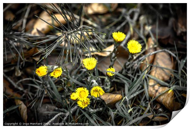 Shallow focus shot of yellow flowers on a blurry background Print by Ingo Menhard