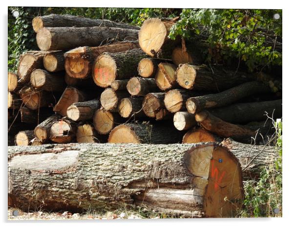 A pile of log trunks in the forest Acrylic by Ingo Menhard