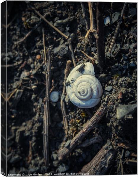 Snail shell lying on the ground Canvas Print by Ingo Menhard