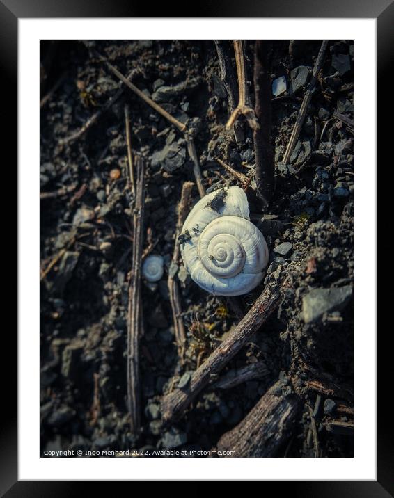 Snail shell lying on the ground Framed Mounted Print by Ingo Menhard