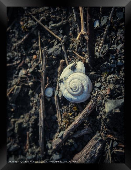 Snail shell lying on the ground Framed Print by Ingo Menhard