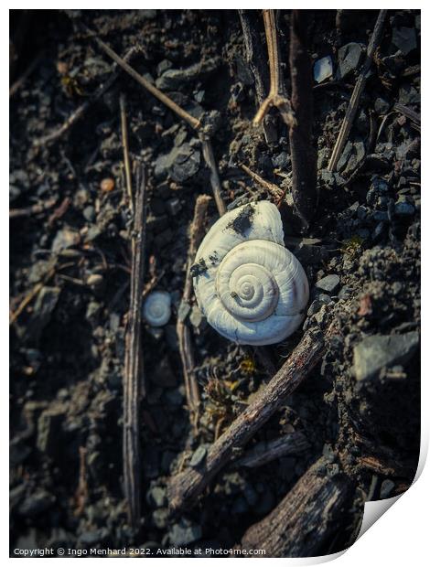 Snail shell lying on the ground Print by Ingo Menhard