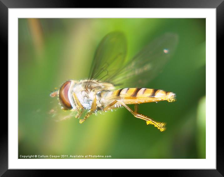 Hover Fly in Flight Framed Mounted Print by Callum Cooper