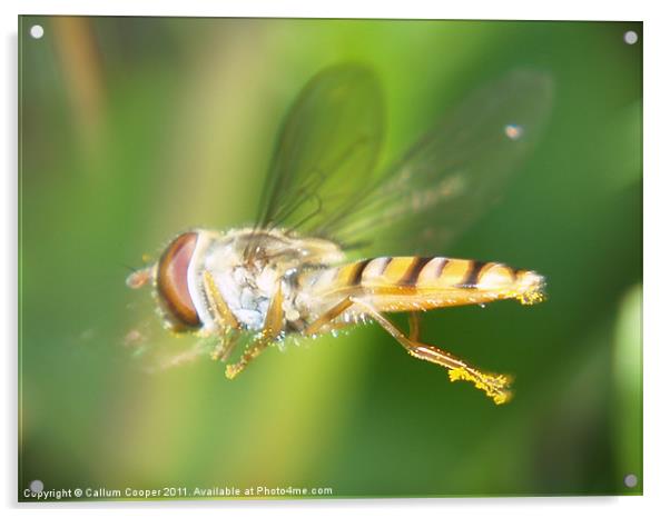 Hover Fly in Flight Acrylic by Callum Cooper