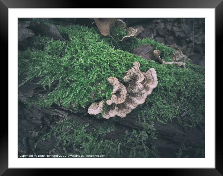 Wild fungus on a mossy tree trunk with autumn leaves in the background Framed Mounted Print by Ingo Menhard