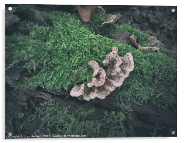 Wild fungus on a mossy tree trunk with autumn leaves in the background Acrylic by Ingo Menhard