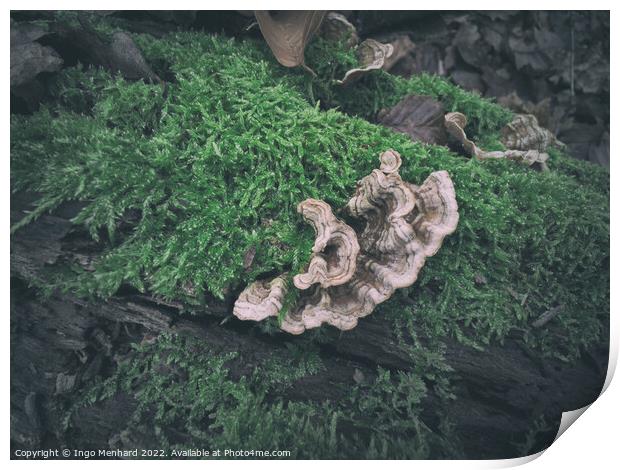 Wild fungus on a mossy tree trunk with autumn leaves in the background Print by Ingo Menhard
