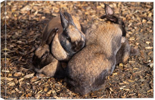 Selective focus shot of adorable brown rabbits cuddling together Canvas Print by Ingo Menhard