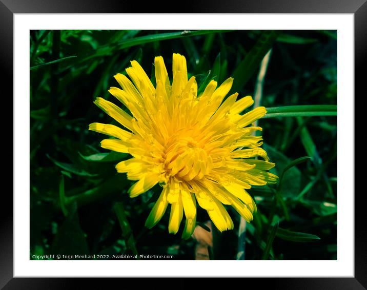 Selective focus shot of yellow dandelion in a garden Framed Mounted Print by Ingo Menhard