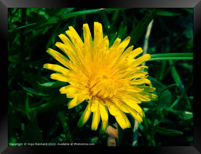 Selective focus shot of yellow dandelion in a garden Framed Print by Ingo Menhard