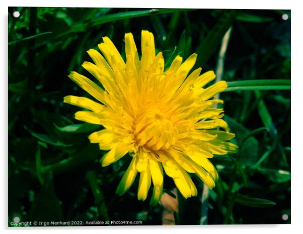 Selective focus shot of yellow dandelion in a garden Acrylic by Ingo Menhard