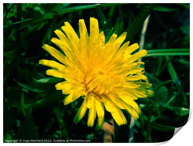 Selective focus shot of yellow dandelion in a garden Print by Ingo Menhard