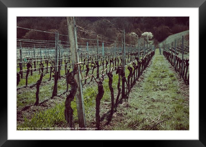 Beautiful shot of the vineyard Framed Mounted Print by Ingo Menhard